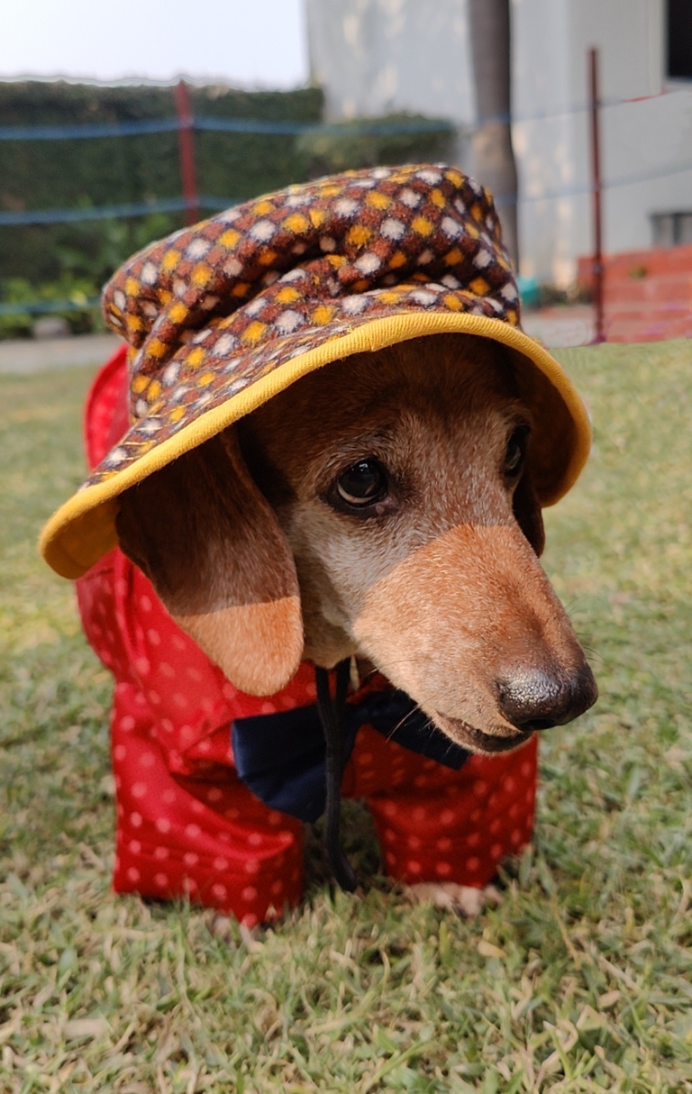 Dachshund hats for dogs deals