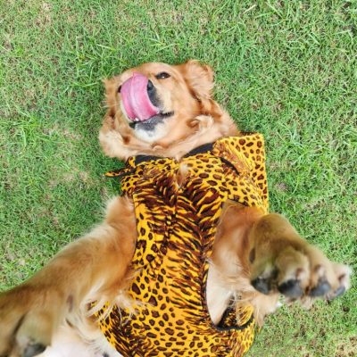 DC11-YELLOW-ANIMAL-PRINT